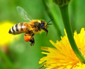 Το 80%  της άγριας βλάστησης δε θα  υπήρχε χωρίς τις μέλισσες!