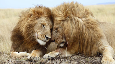 Romantic images-for-really-cute-Lion-Couples