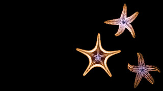 Star Fish