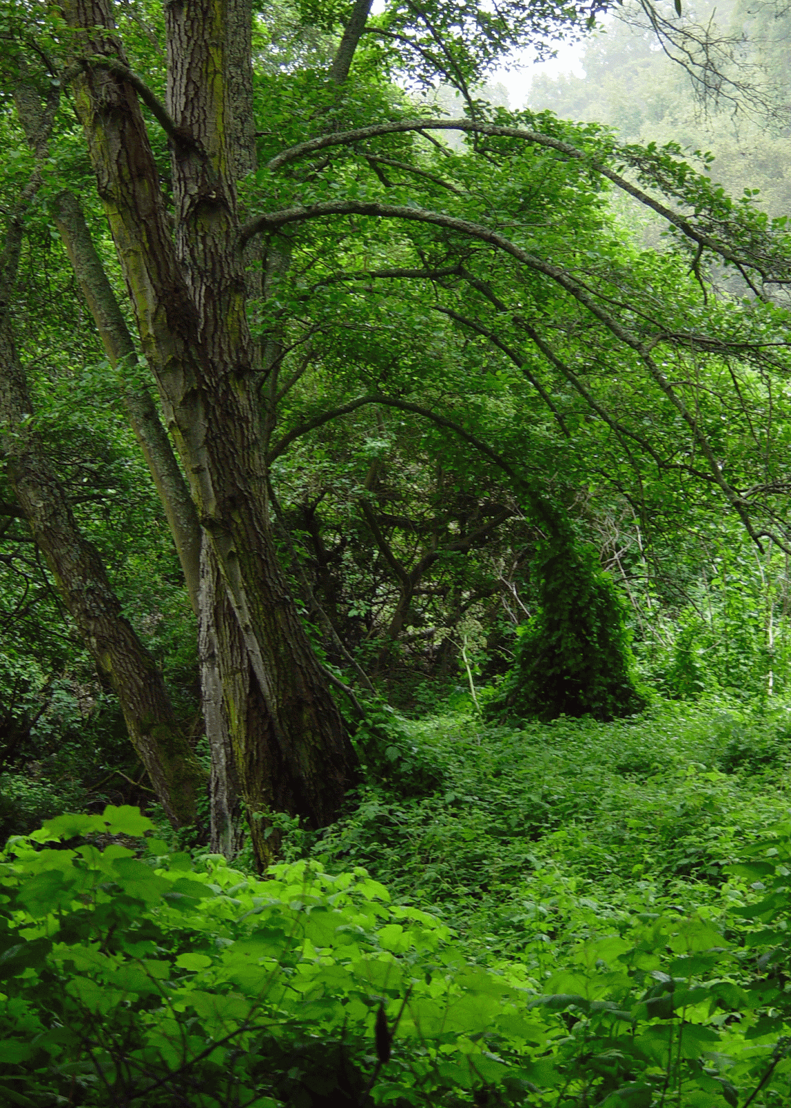 Eden By The Bay Riparian Plant Communities
