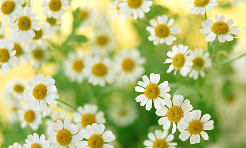 flower wallpapers download flower wallpapers download