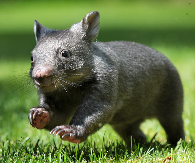 [Image: wombat.jpg]