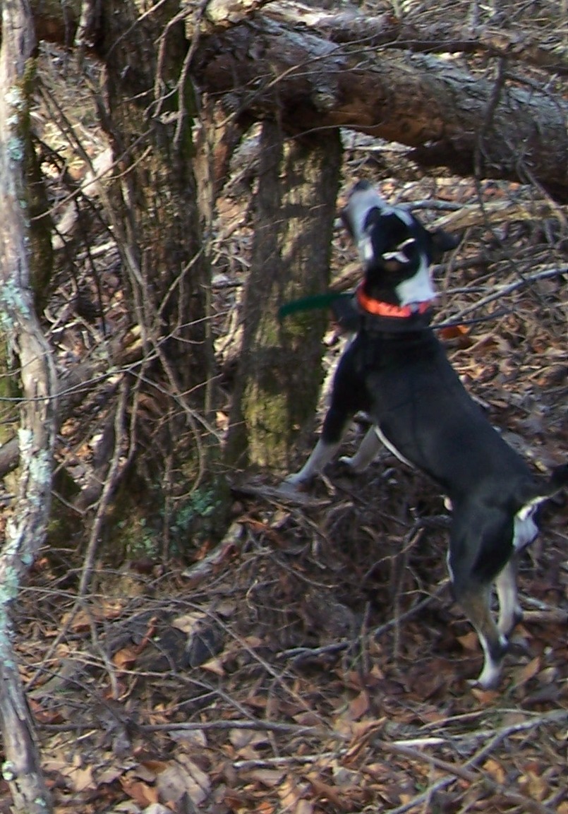 Squirrel Dogs For Sale In Arkansas Squirrel Dogs For Sale In Arkansas
