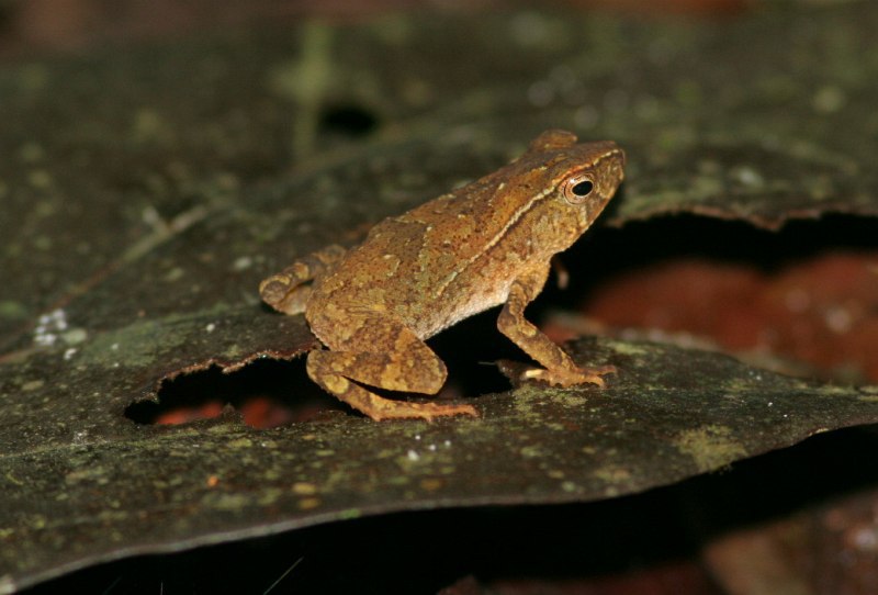 Singapore Wild Animals Singapore Amphibians