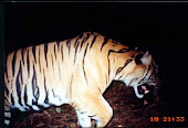 Sumatran tiger in Batang Gadis Forest Block