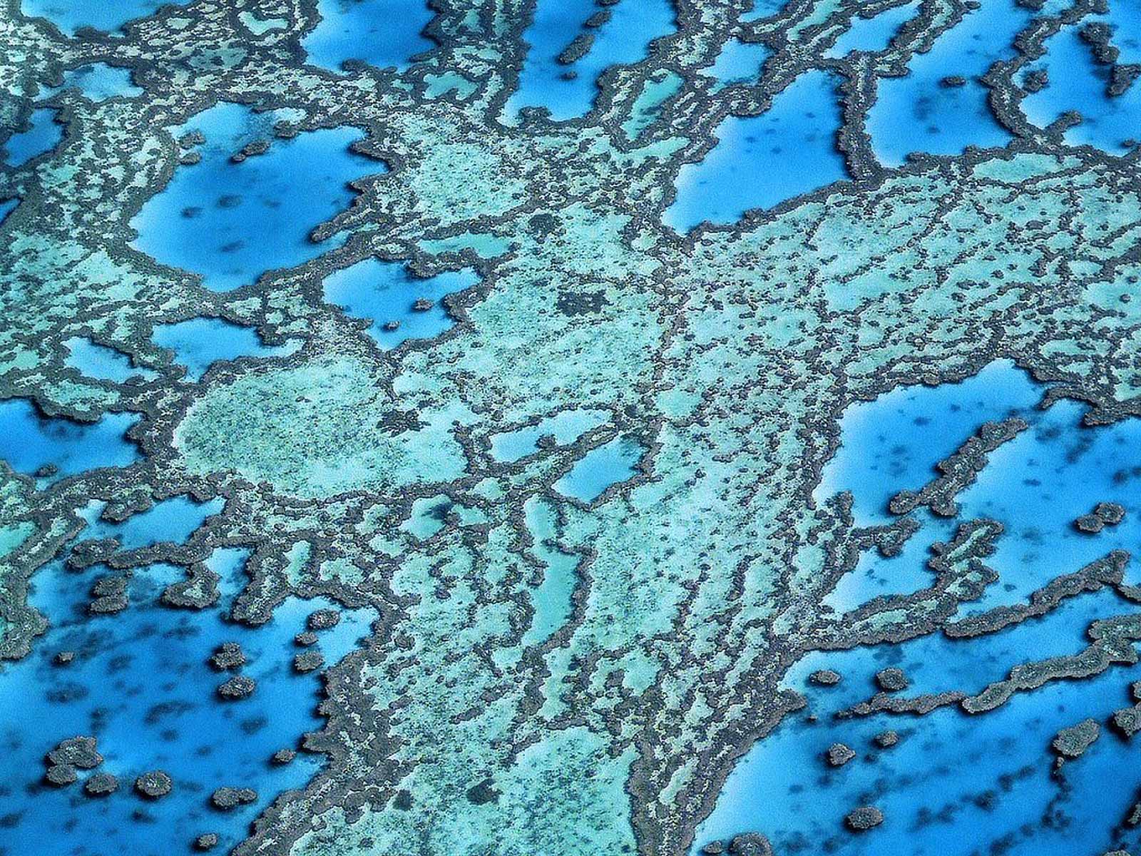 http://2.bp.blogspot.com/-wBfTTOdmXr0/T1-gd06KpCI/AAAAAAAACmk/zmDxa4y0SBs/s1600/Great_Barrier_Reef_wallpaper_pictures_4.jpg