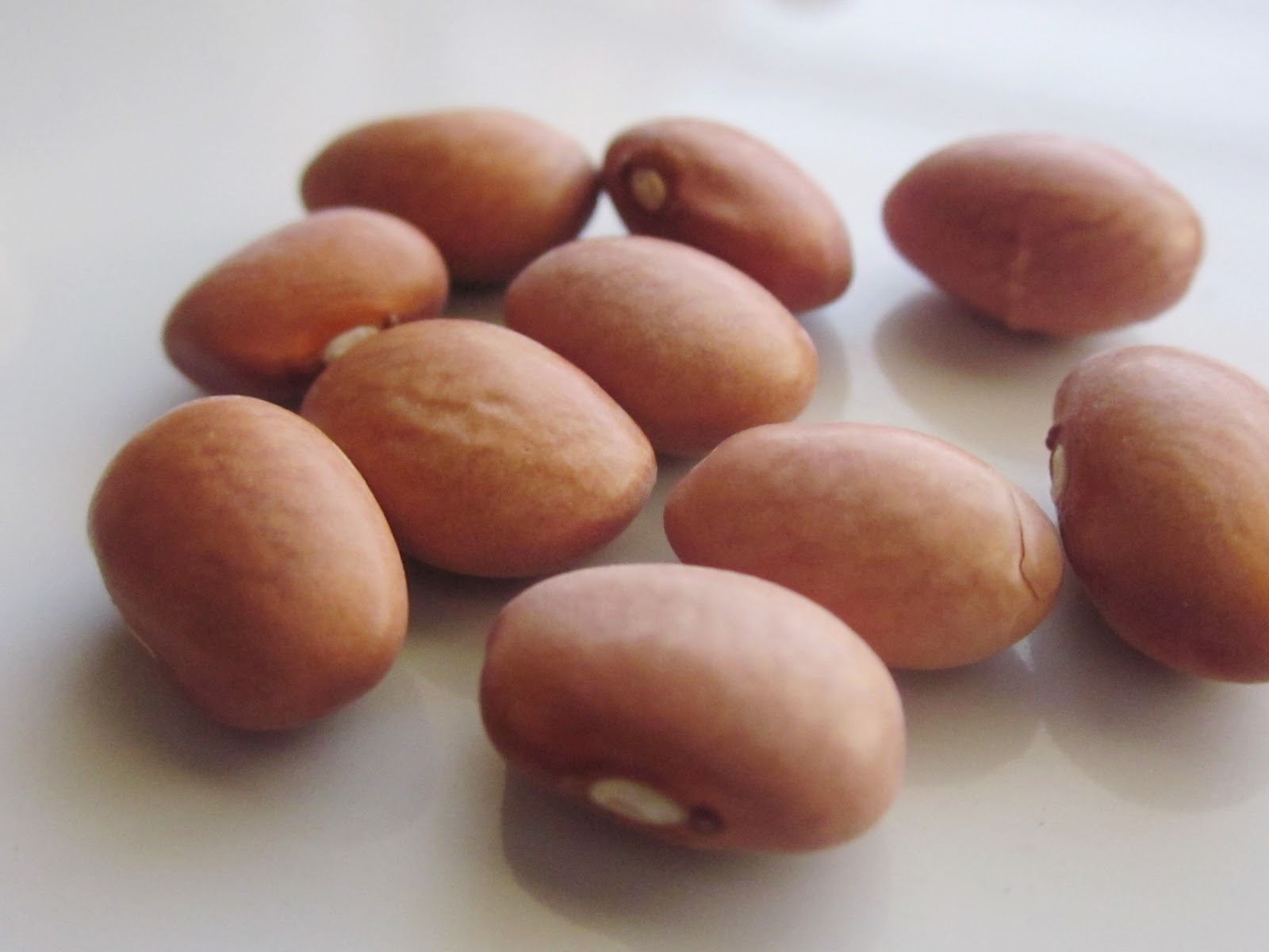 Chef Tess Bakeresse How You Bean?! Dove Creek, Colorado Rocks!