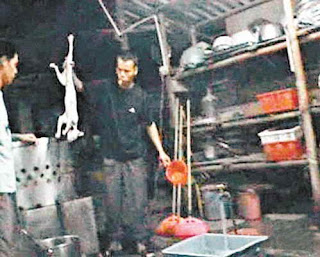 Gatos Cozidos Vivos Um Prato Popular Na China...