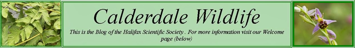 Calderdale Wildlife