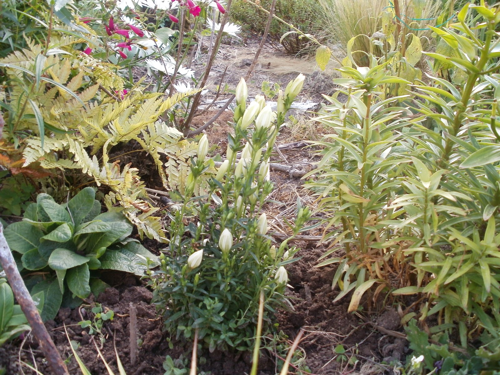 Promenade Au Jardin De Lili Dans Le Poitou 2015