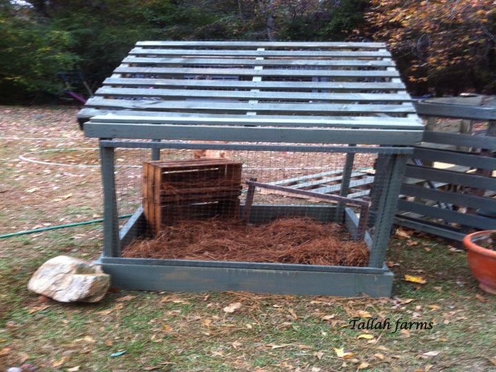Here's a new chicken pen I made out of free pallets.