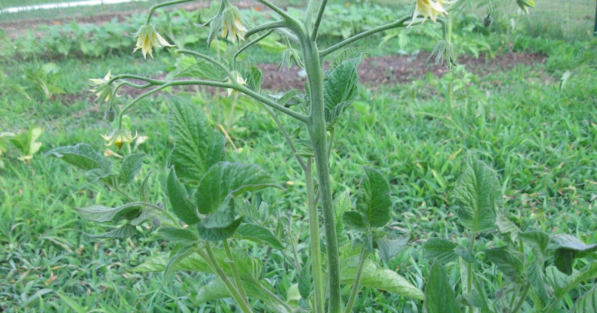 Kentucky Fried Garden Pollinating Open Pollinated Heirloom Tomato Plants