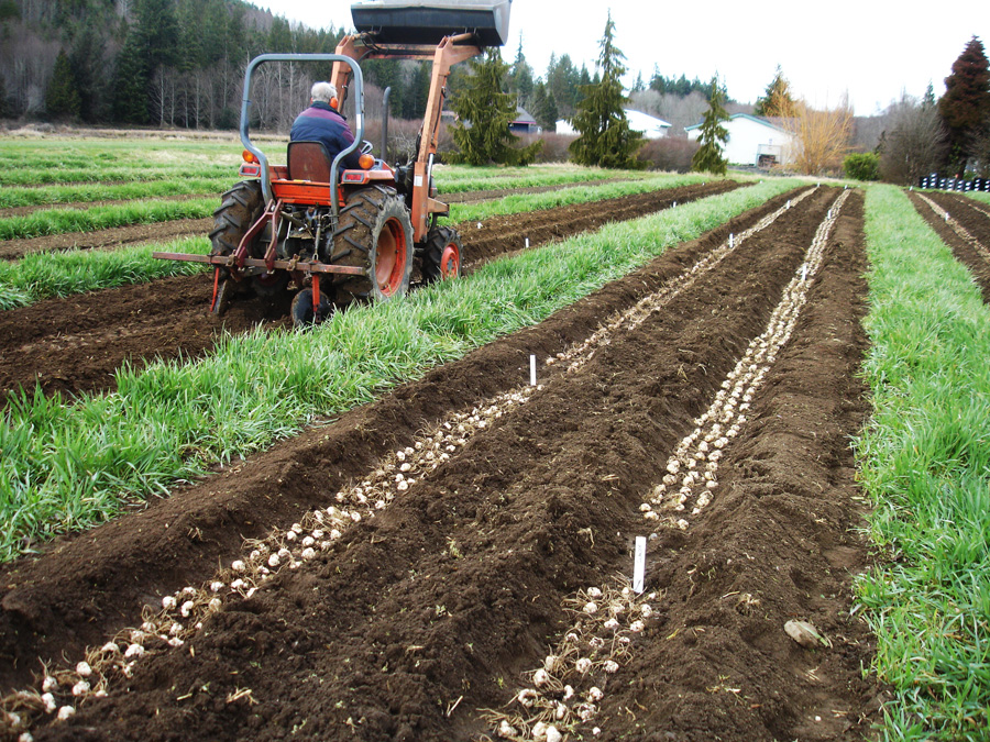 B&D Lilies Garden Blog Semiautomated planting of lily bulbs