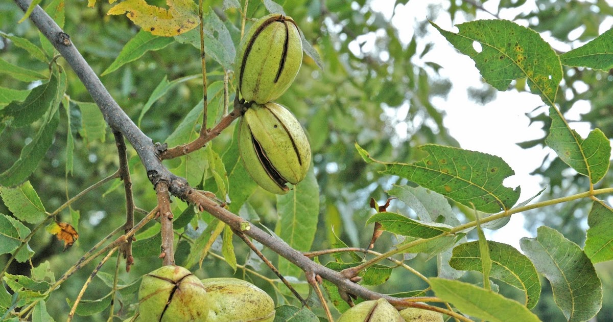 Northern Pecans Pecan cultivars ripening by October 21