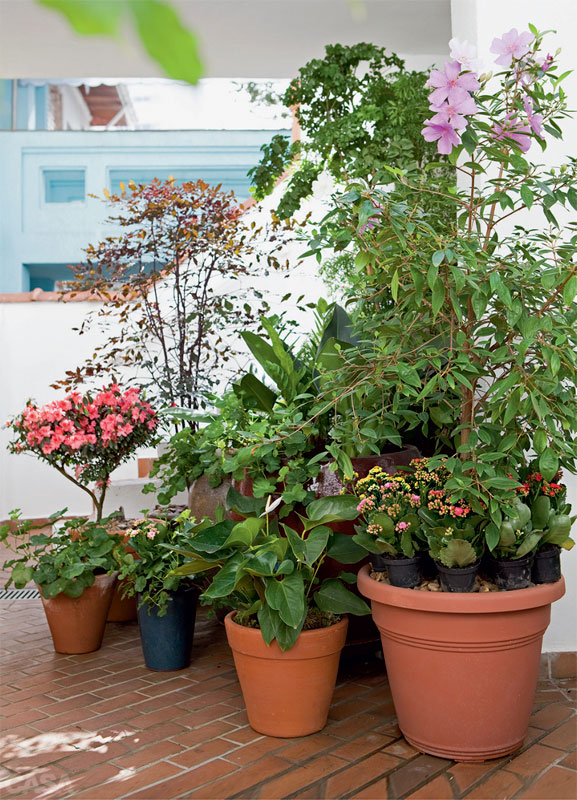 RM Arquitetura Plantas em vaso no jardim! -> Decoração De Jardim Com Vasos RM Arquitetura Plantas em vaso no jardim! -> Decoração De Jardim Com Vasos