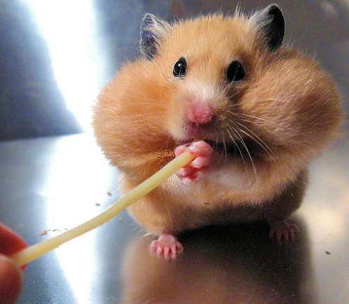 Fat Hamster Diets