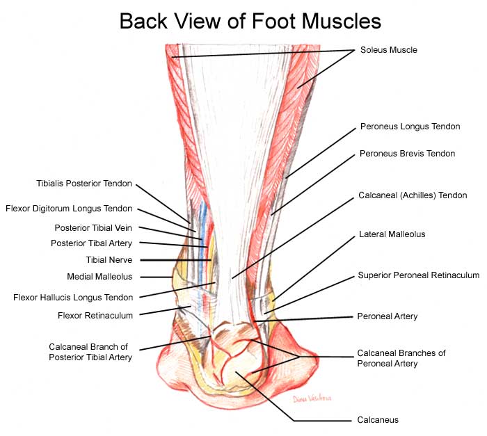 Tendons On Foot