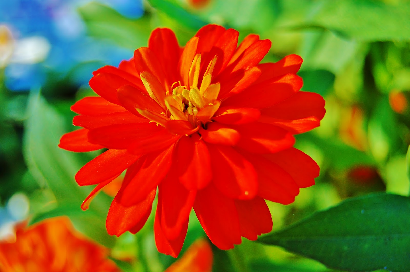 The World Thru Sarah's Eye: Colorado State Flower Garden, Fort Collins