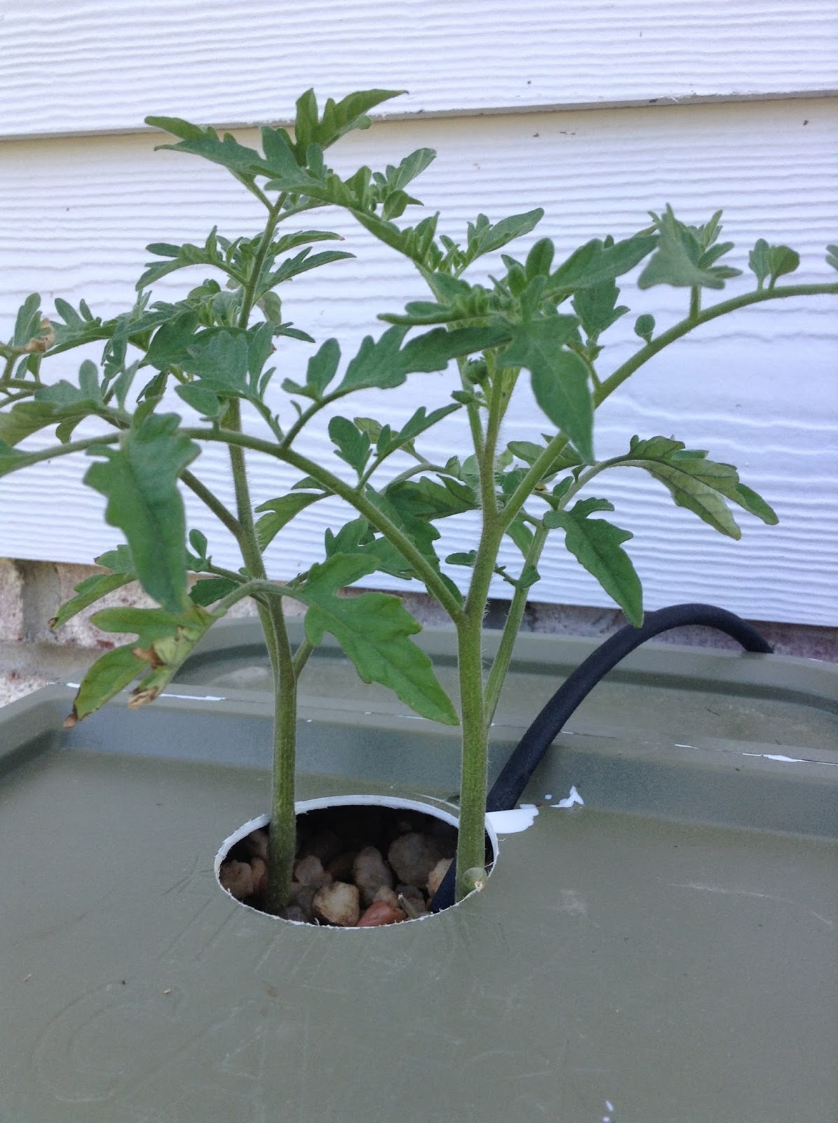 things n dreams Dutch Bucket Tomatoes update