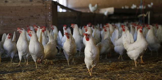 Cara Beternak Ayam Petelur Cara Beternak Ayam Petelur
