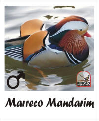 rincão aves ornamentais marreco mandarim