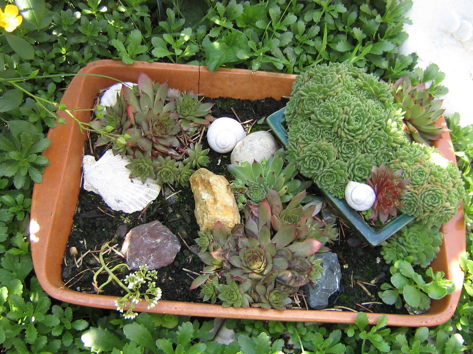 Rosina S Allerlei Hauswurz Ich Mag Sie