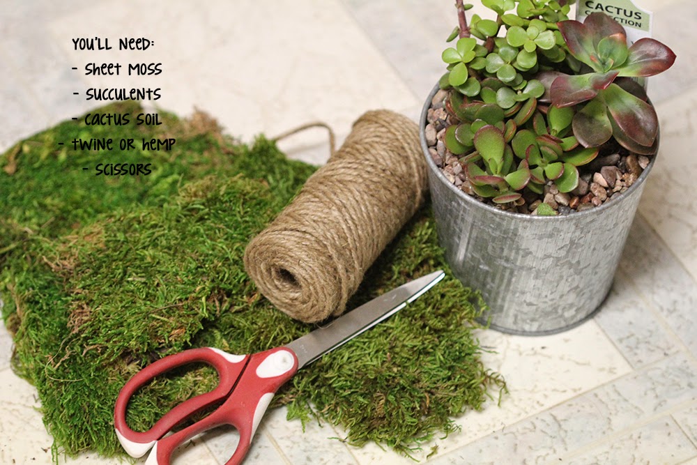 sassafras diy moss ball succulent diy spring decor