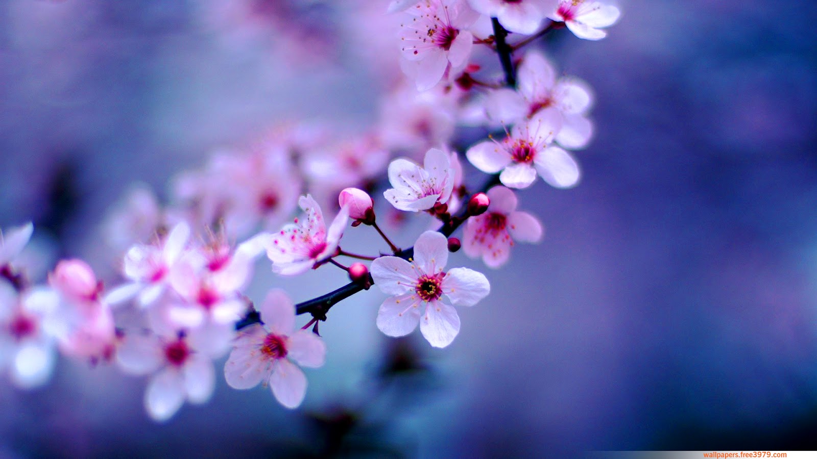 dating asian cherry blossoms My thoughts about the cherry blossoms dating site. dating asian cherry blossoms My thoughts about the cherry blossoms dating site.