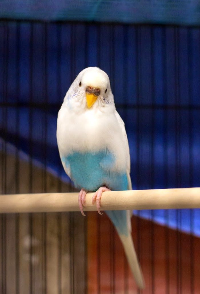Shelter Dogs of Portland: "OLYMPIA" a Parakeet with style