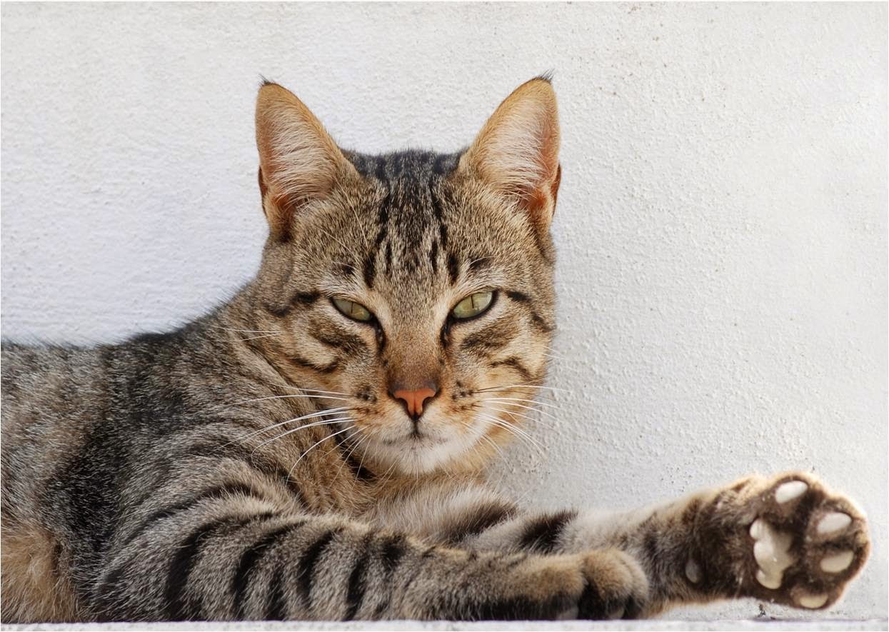 Gambar Kucing Lucu dan Imut