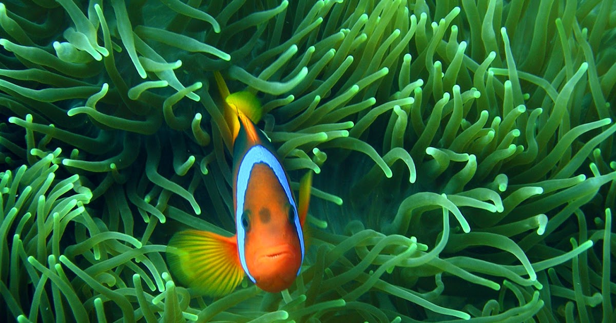 Download Wallpaper Gambar Ikan Gudang Wallpaper