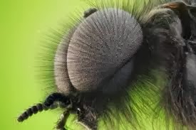 MOSQUITO GIGANTE
