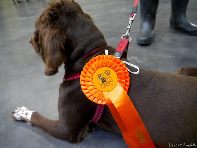 the autumn food and country fair 2015 best rescue dog