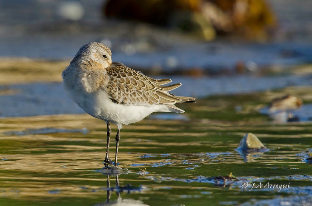 Correlimos zarapitin, Calidris ferruginea, Curlew Sandpiper. Correlimos zarapitin, Calidris ferruginea, Curlew Sandpiper.