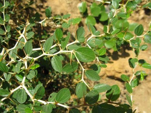 Father Julian's Blog: The Crown of Thorns