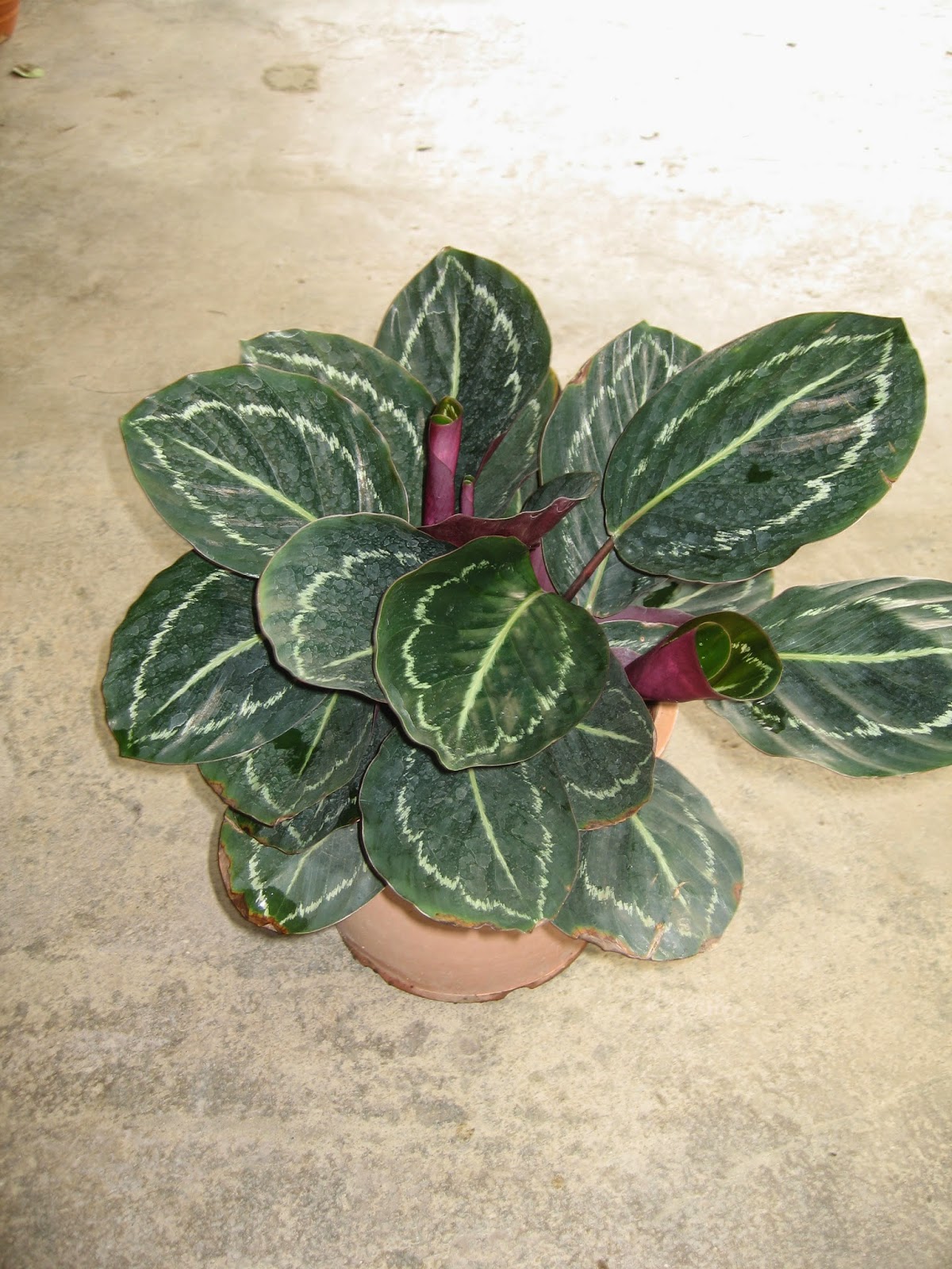 Plants, potteries and gardening products: Calathea Species