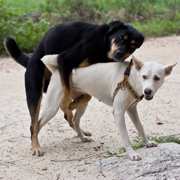 Взрослый мускулистый кобель трахает двух подруг в попки членом Взрослый мускулистый кобель трахает двух подруг в попки членом
