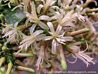 Dracaena reflexa 'Song of Jamaica'