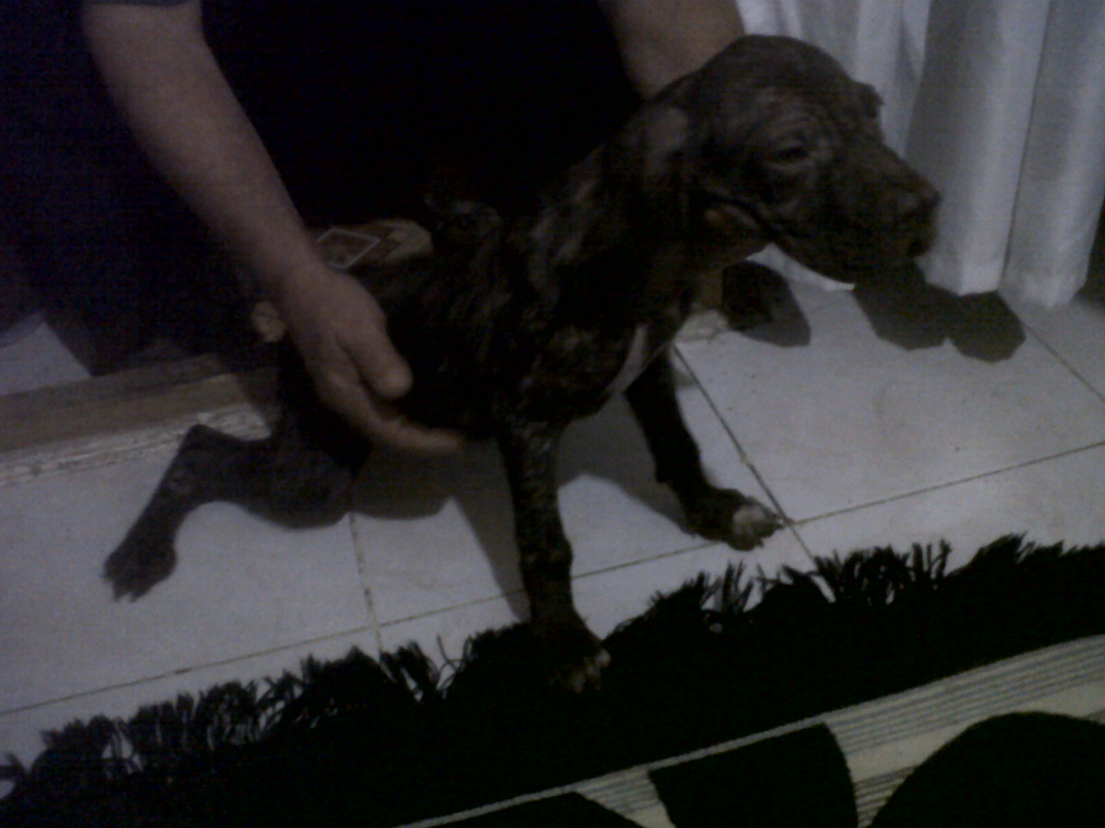 DİŞİ TARSUS ÇATALBURUN AV KÖPEĞİ, Av köpekleri, satılık, ucuz, eğitimi