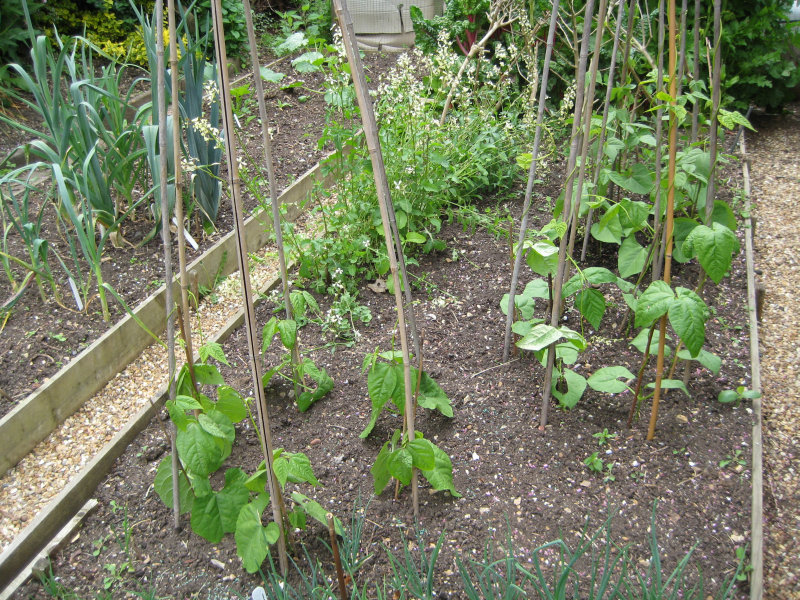 Seed to Feed Me HOW TO GROW FRENCH BEANS FROM SEED