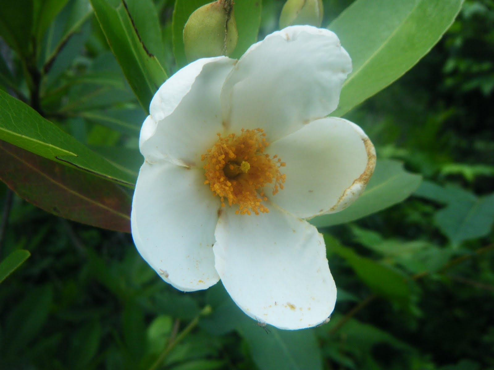 The Botanical Hiker Coastal Plain Plants