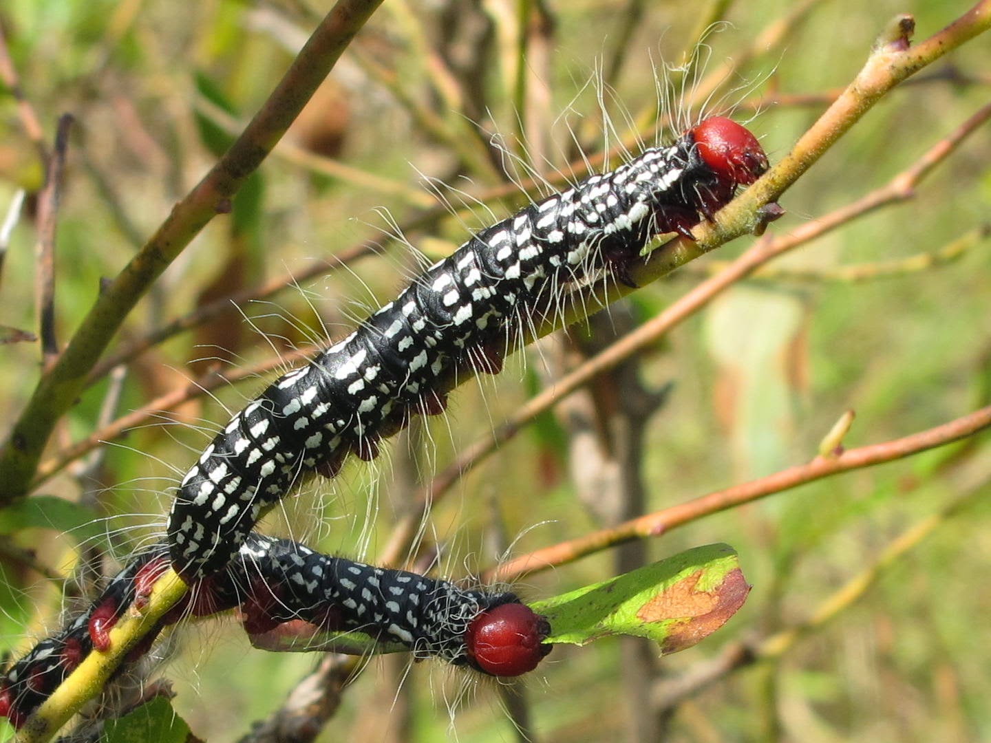 download army caterpillars download army caterpillars