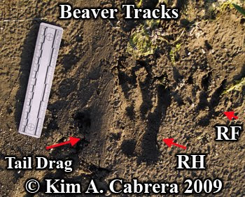 Identifying tracks