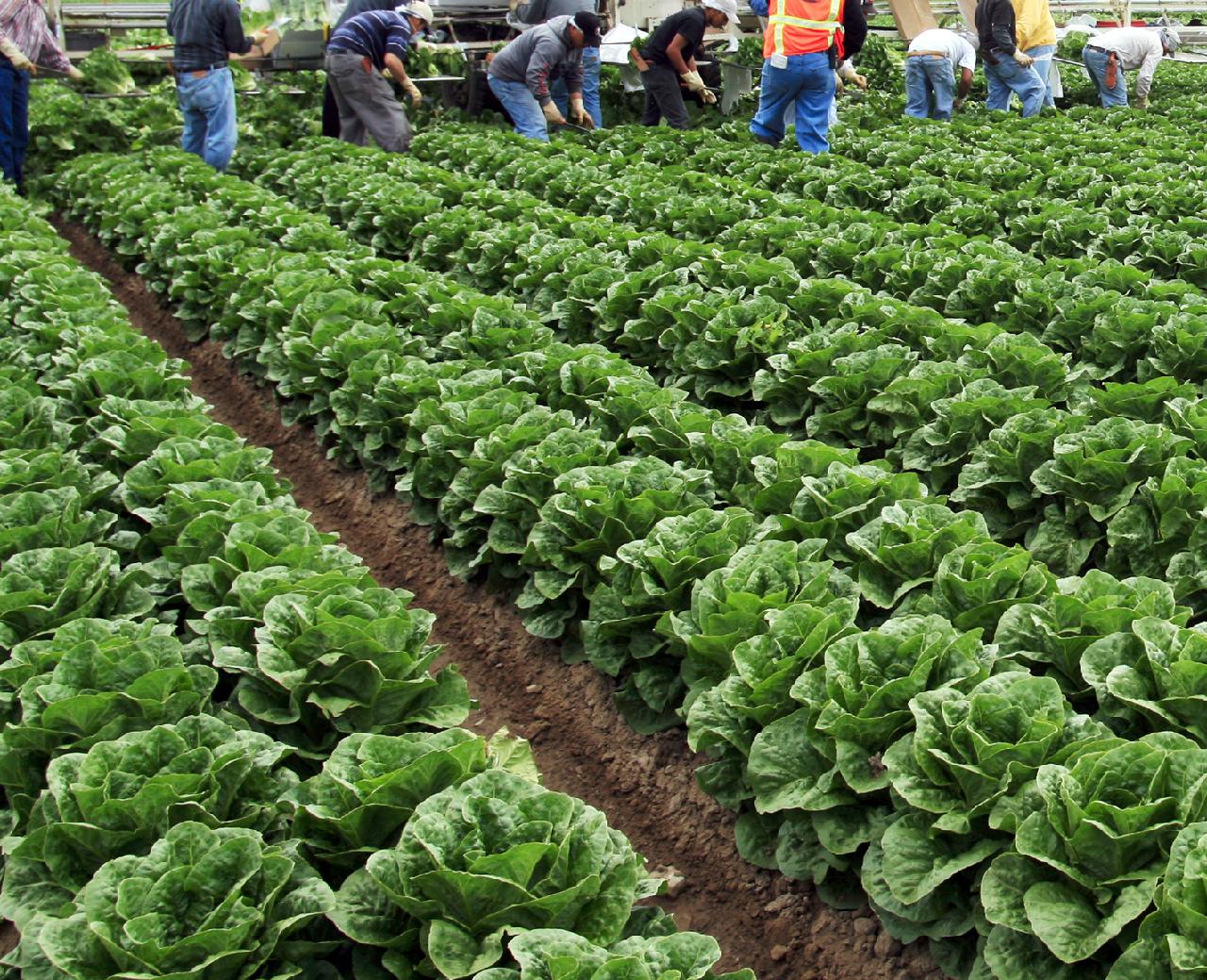 Produce Clerk The Produce Clerks Handbook by RICK CHONG