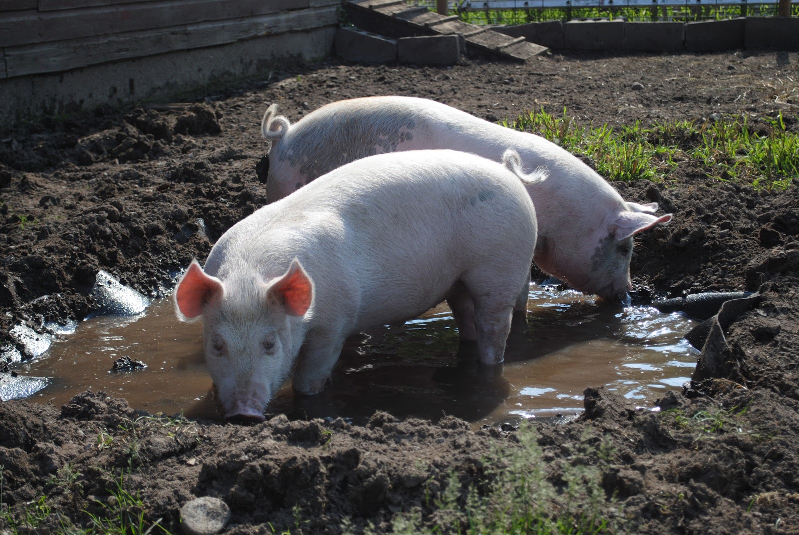 pig rhymes with big A Farmish Kind of Life
