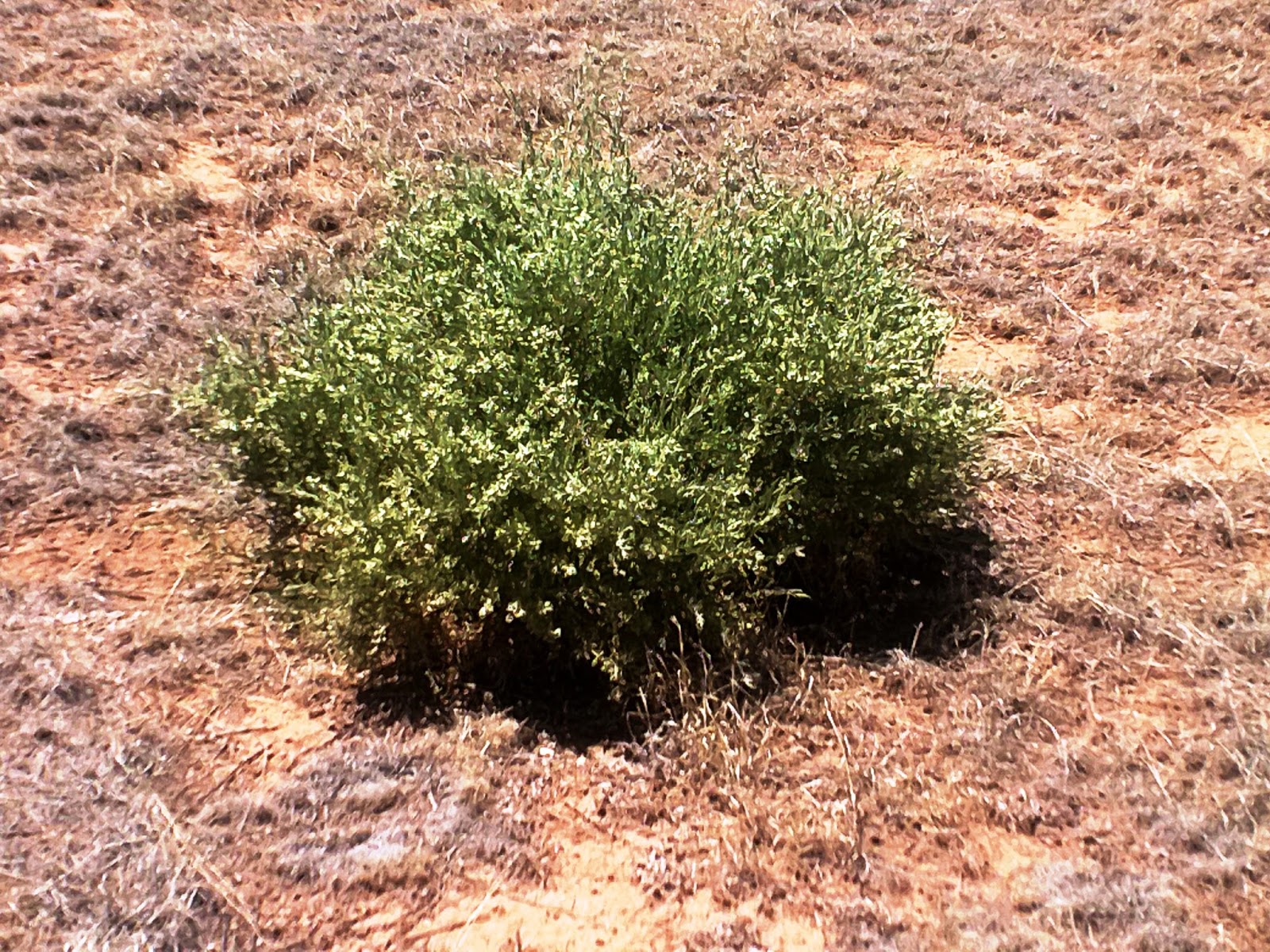 Saltbush Flats These Plants Us to Saltbush Flats