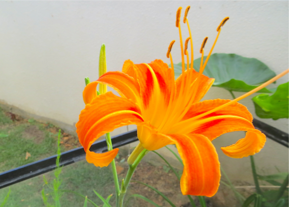 なんくるないさー 沖縄の秋の気配 クワンソウの花