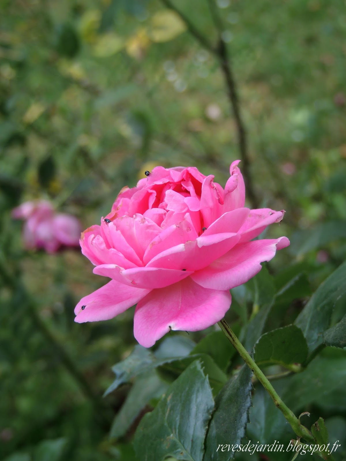 La Plus Belle Des Fleurs
