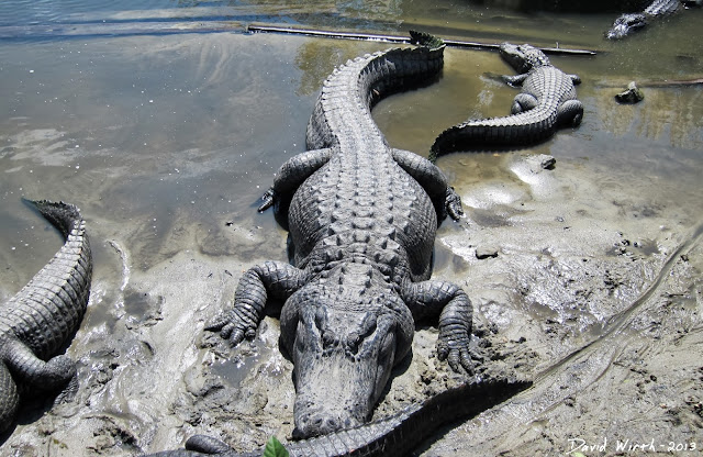 alligator sleeping in the hot sun