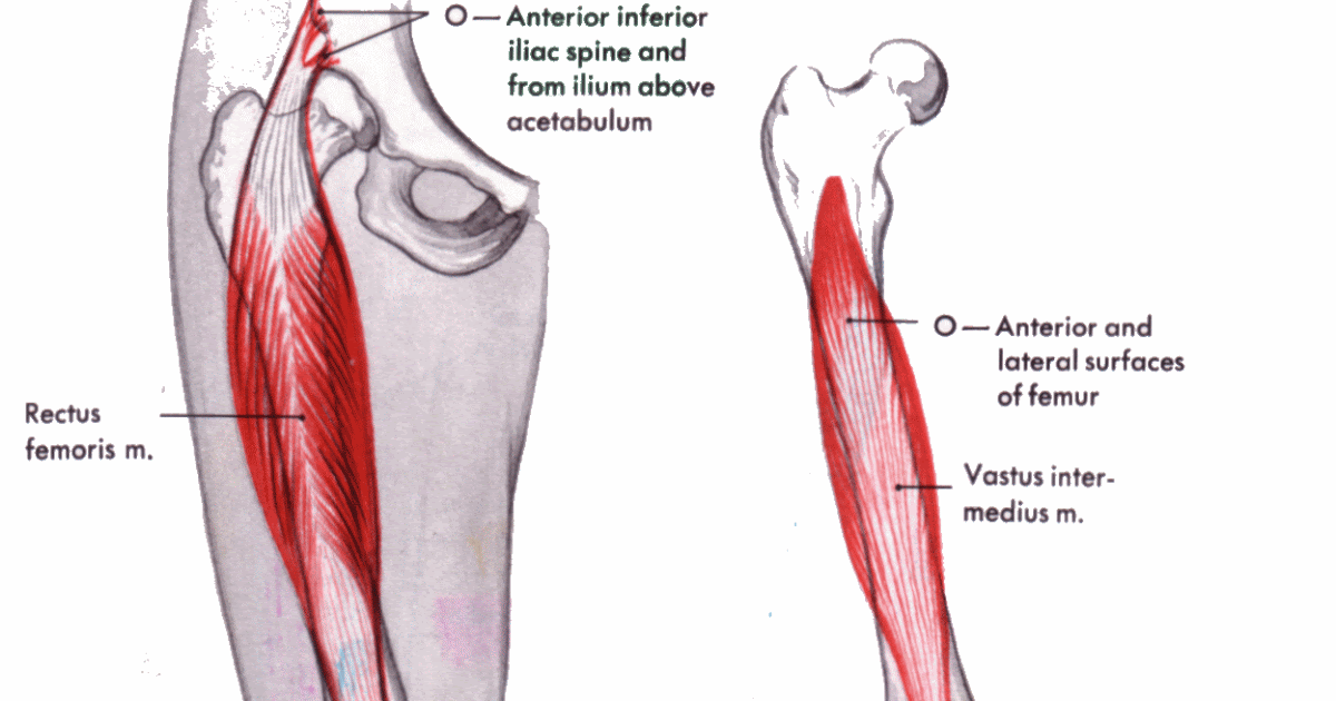 Human Body: Thigh